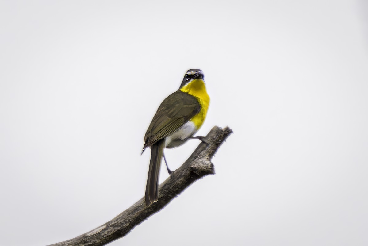 Yellow-breasted Chat - ML619038406