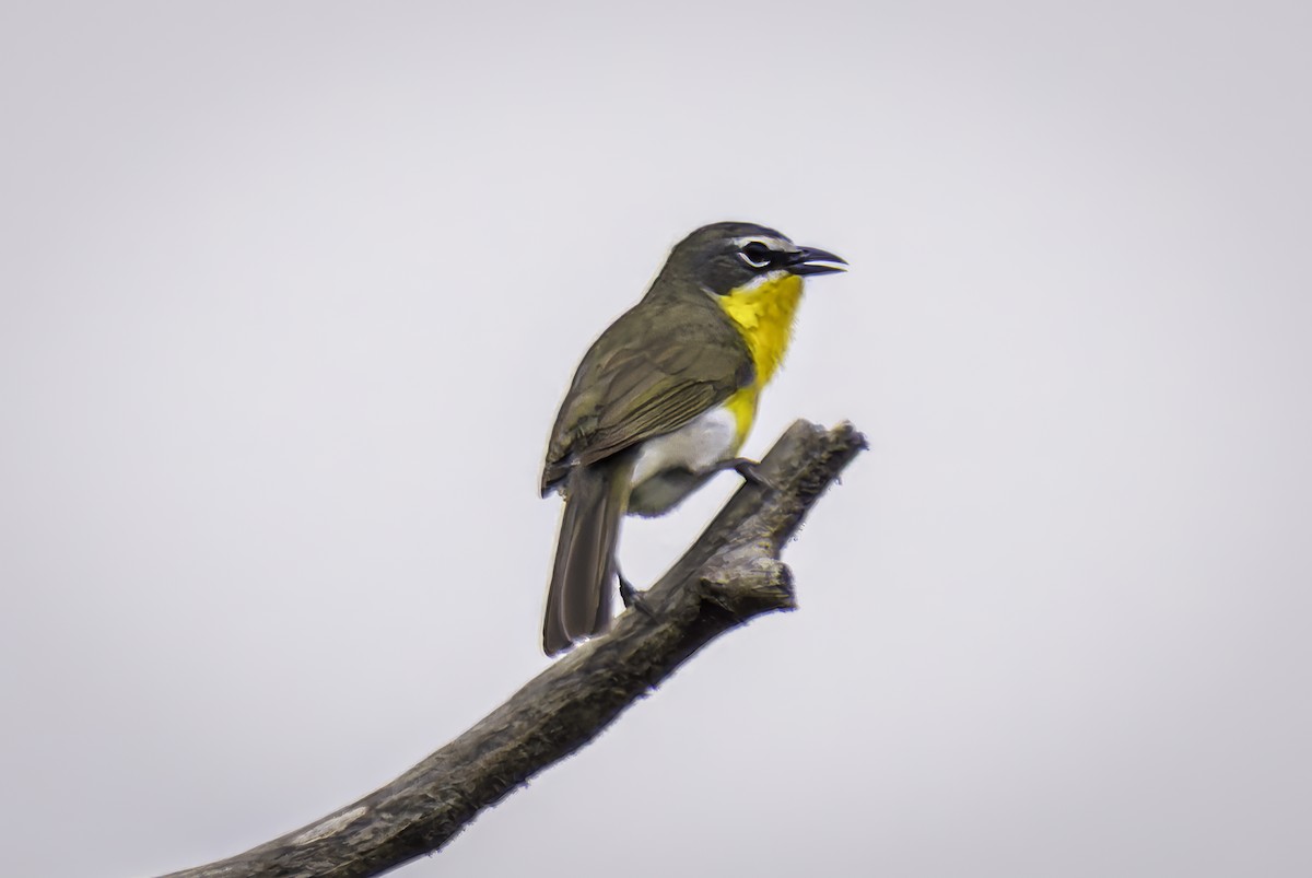 Yellow-breasted Chat - ML619038407