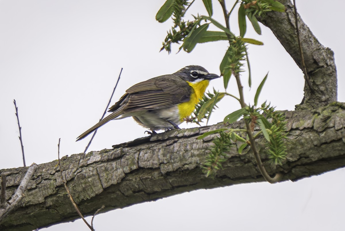 Yellow-breasted Chat - ML619038408