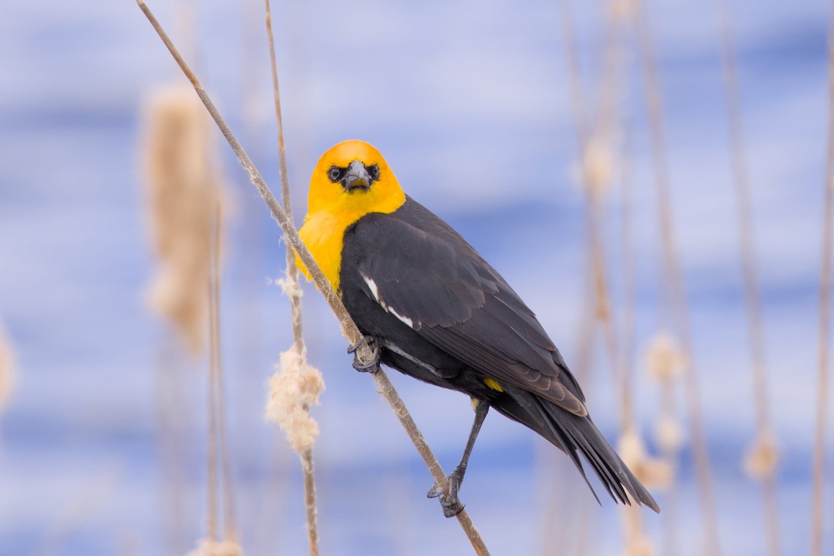 Yellow-headed Blackbird - ML619038428