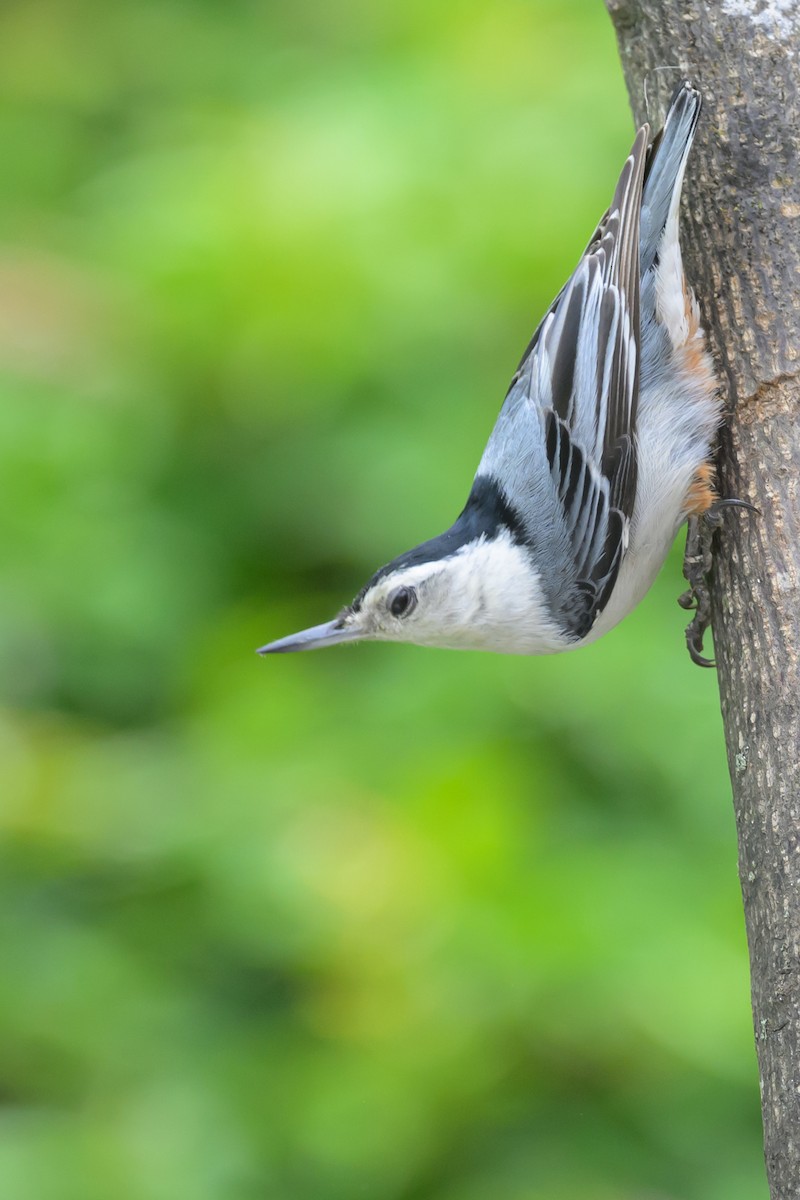 White-breasted Nuthatch - ML619038486