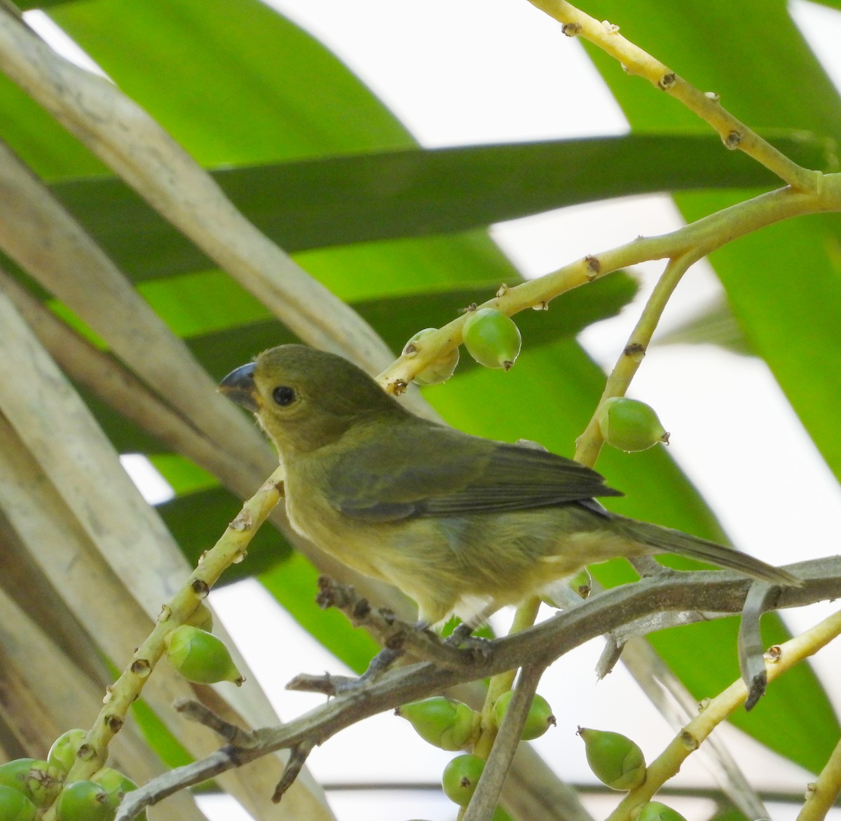 Variable Seedeater - ML619038491