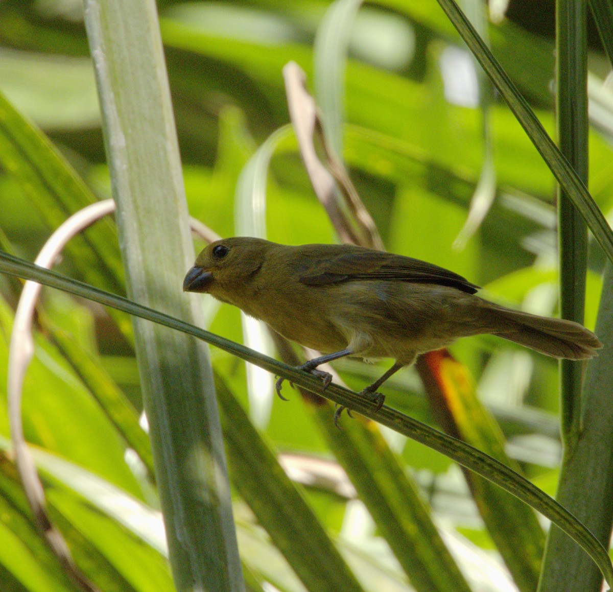 Variable Seedeater - ML619038492