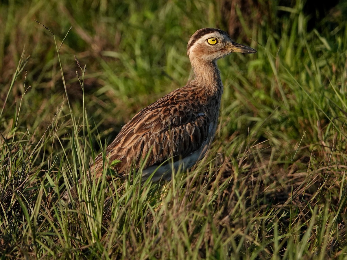 Double-striped Thick-knee - ML619038554