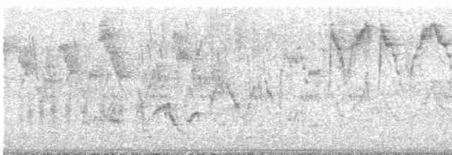 Дрізд-короткодзьоб Cвенсона - ML619038599