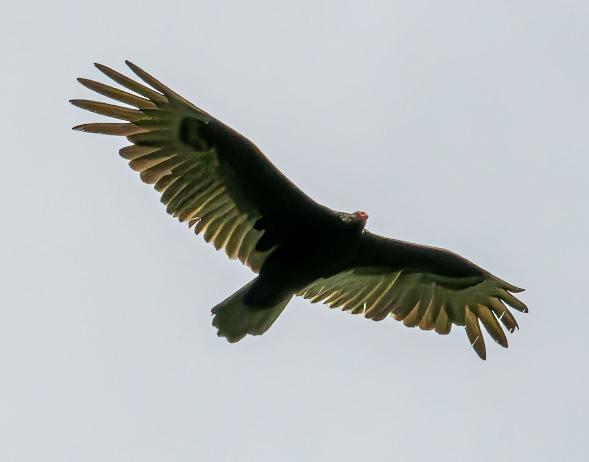 Turkey Vulture - ML619038625