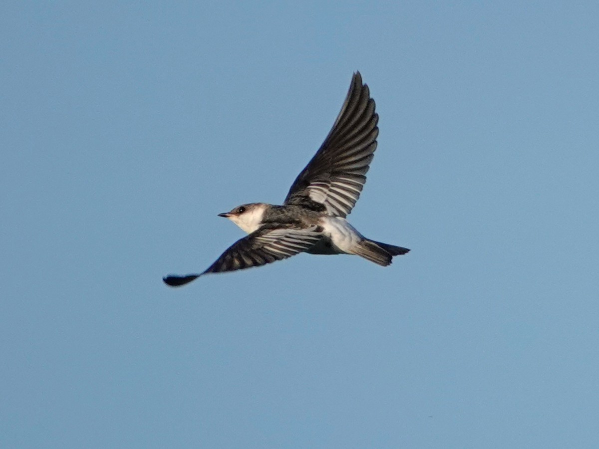 White-winged Swallow - ML619038640