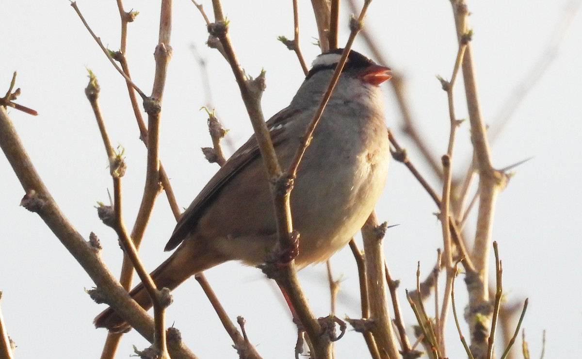 White-crowned Sparrow - ML619038677