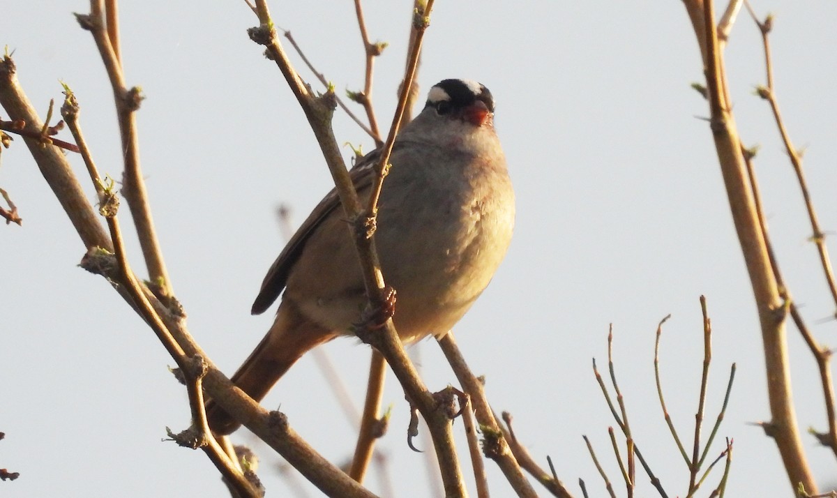 White-crowned Sparrow - ML619038680