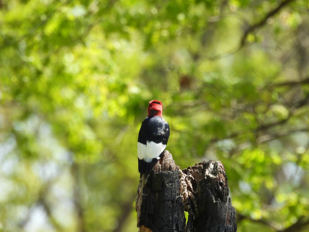 Red-headed Woodpecker - ML619038686
