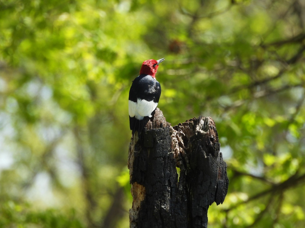 Red-headed Woodpecker - ML619038698