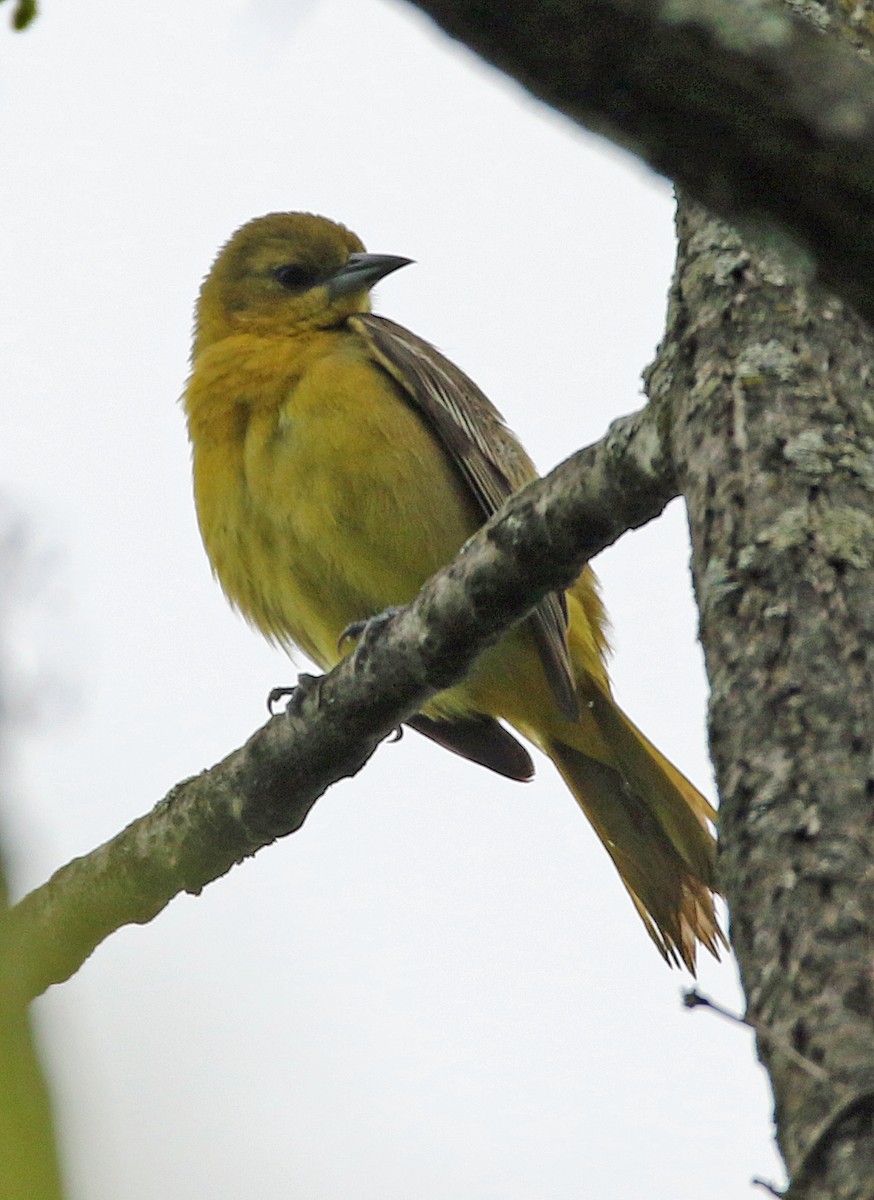 Orchard Oriole - ML619038739