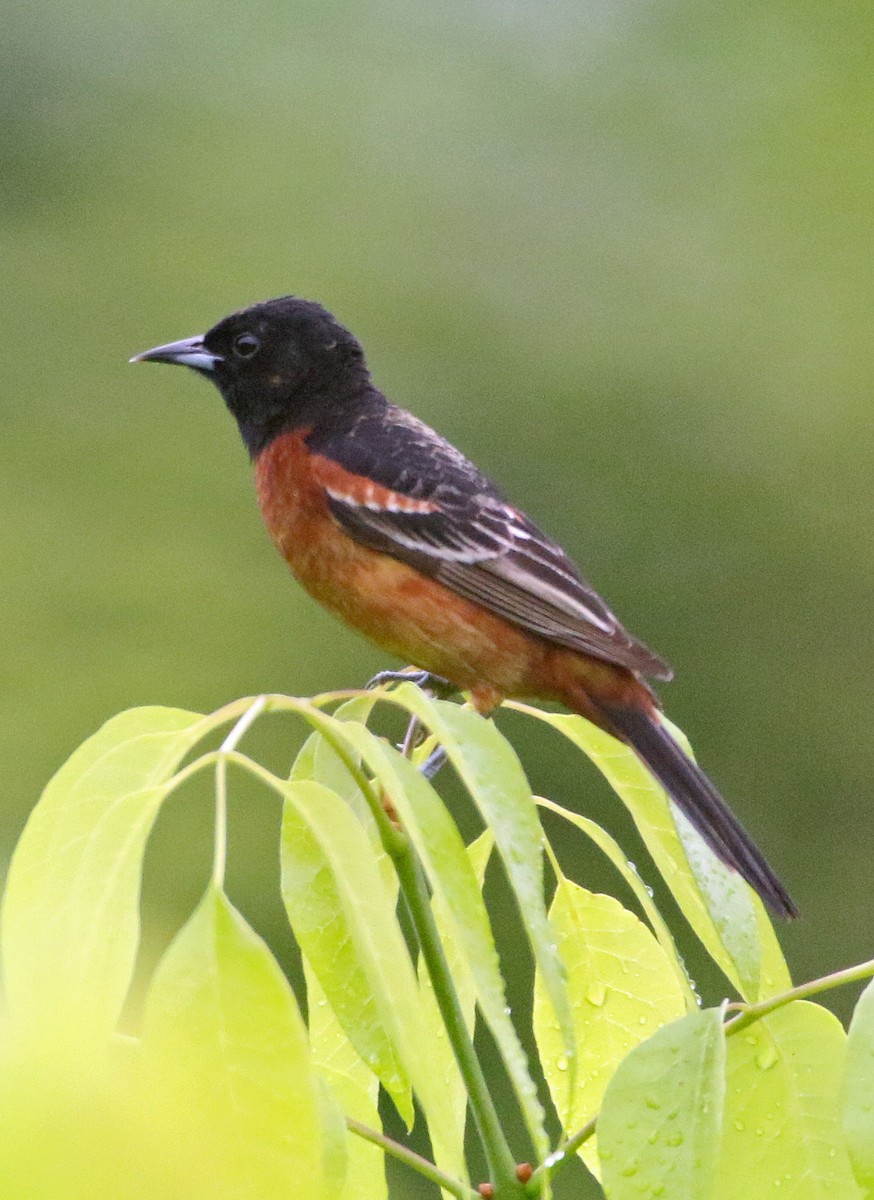 Orchard Oriole - ML619038753