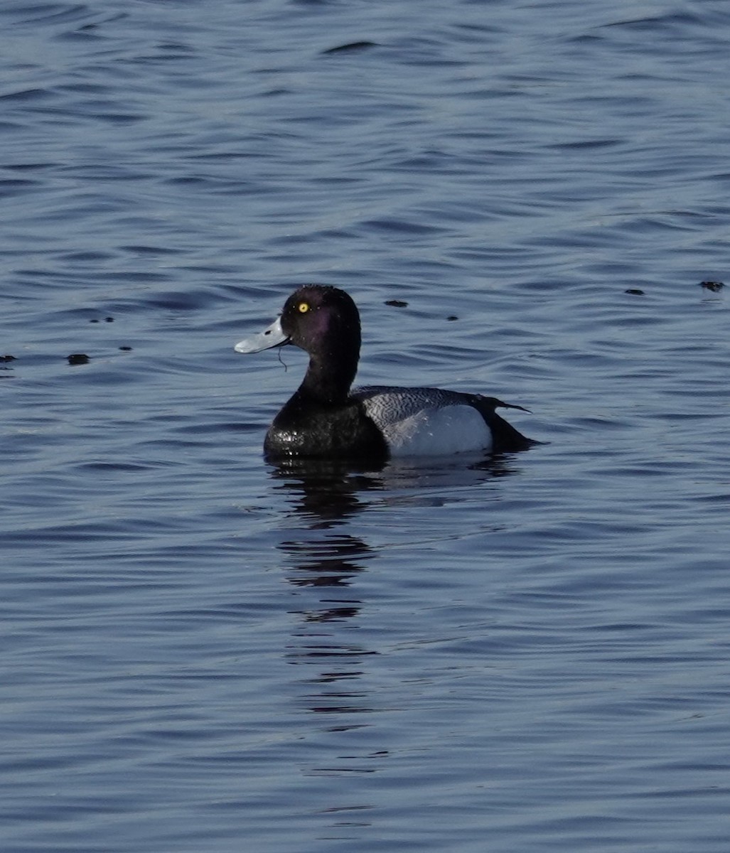 Greater Scaup - ML619038754