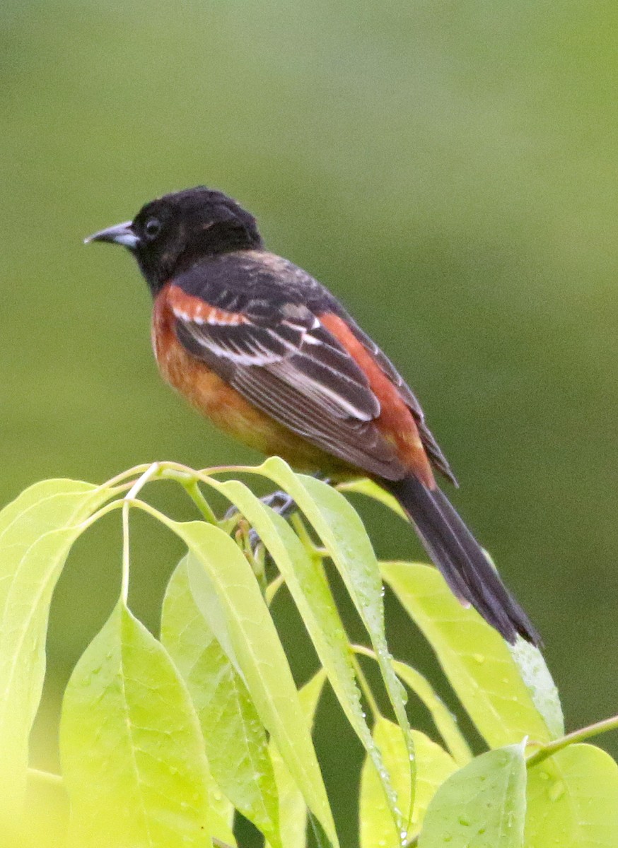 Orchard Oriole - ML619038770