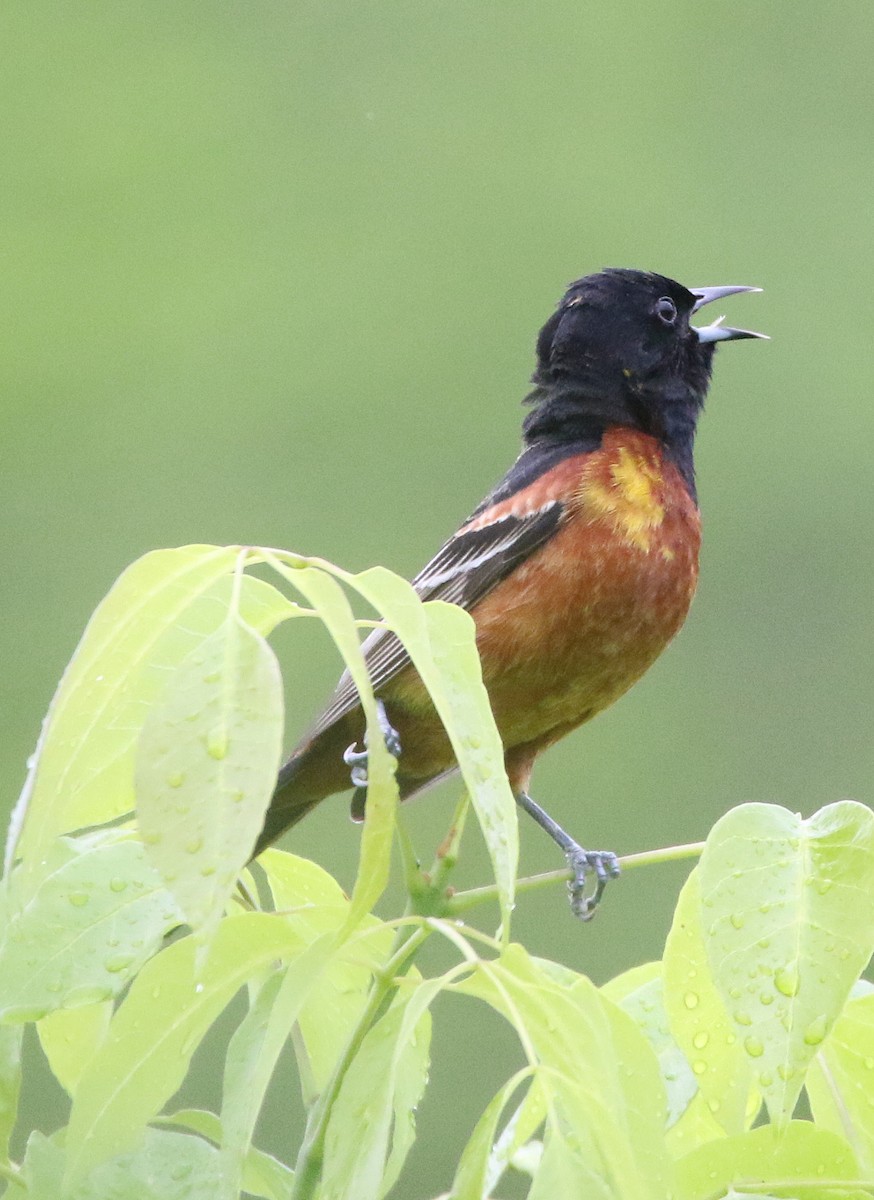 Orchard Oriole - ML619038795