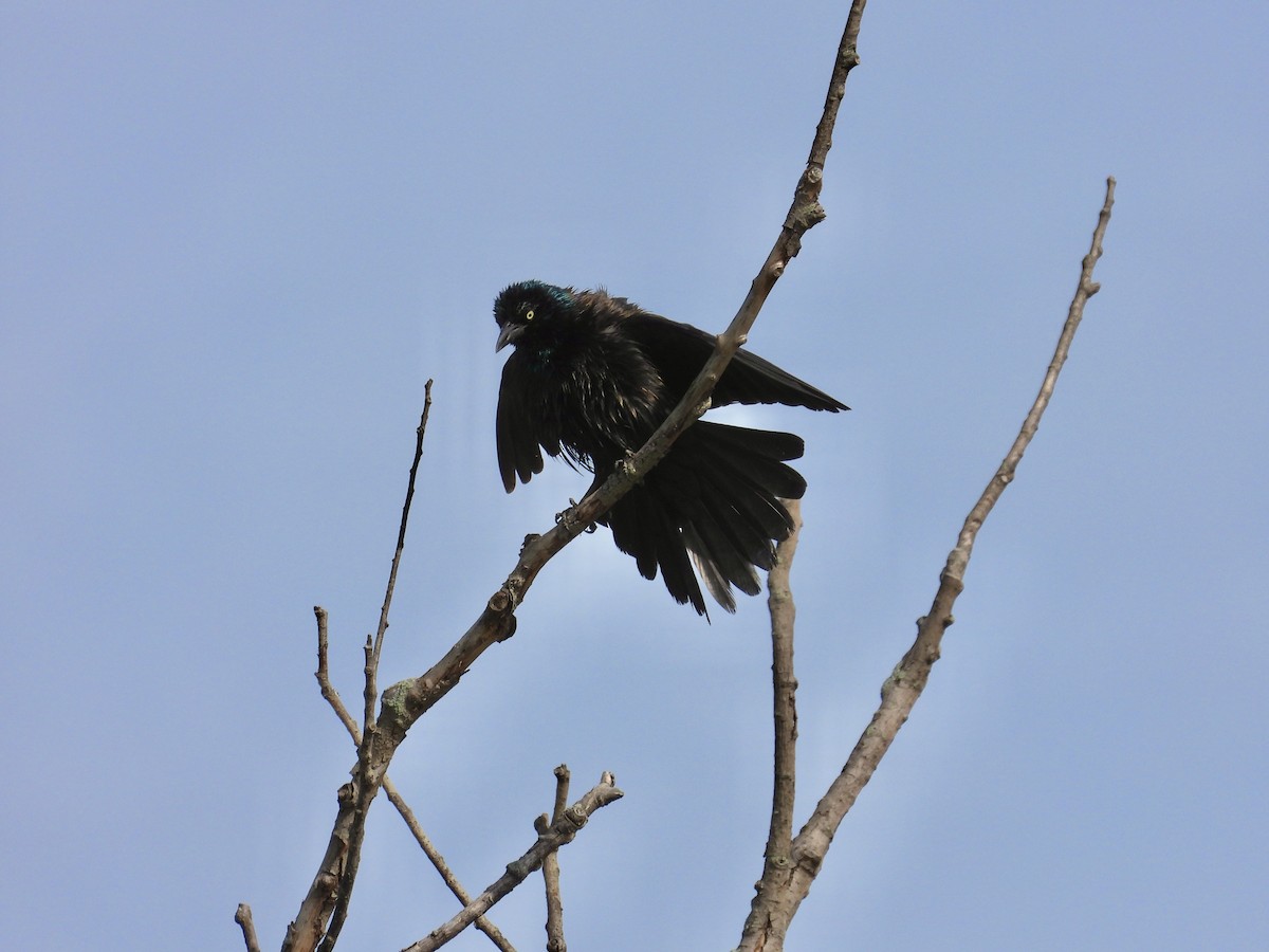 Common Grackle - Tracy Mosebey