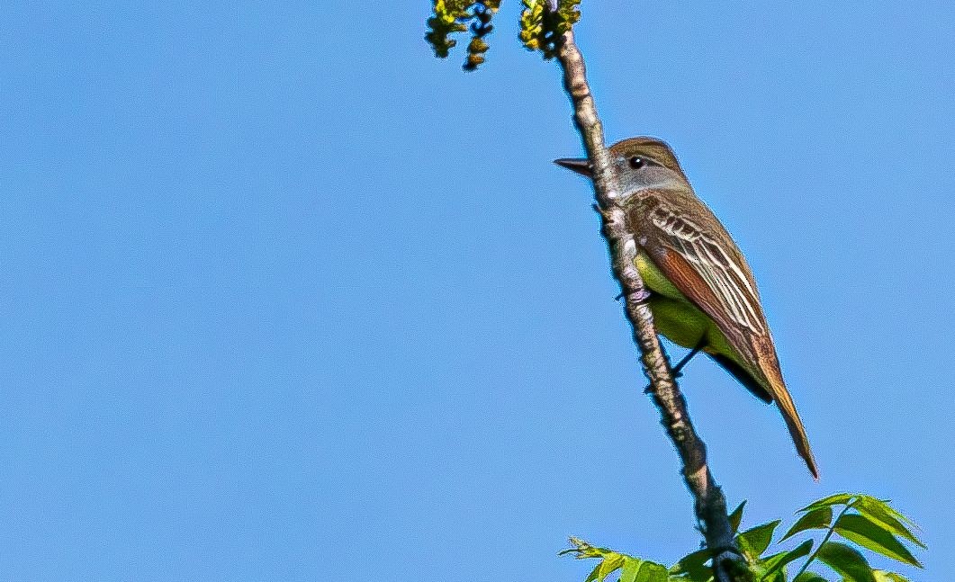 Great Crested Flycatcher - ML619038838