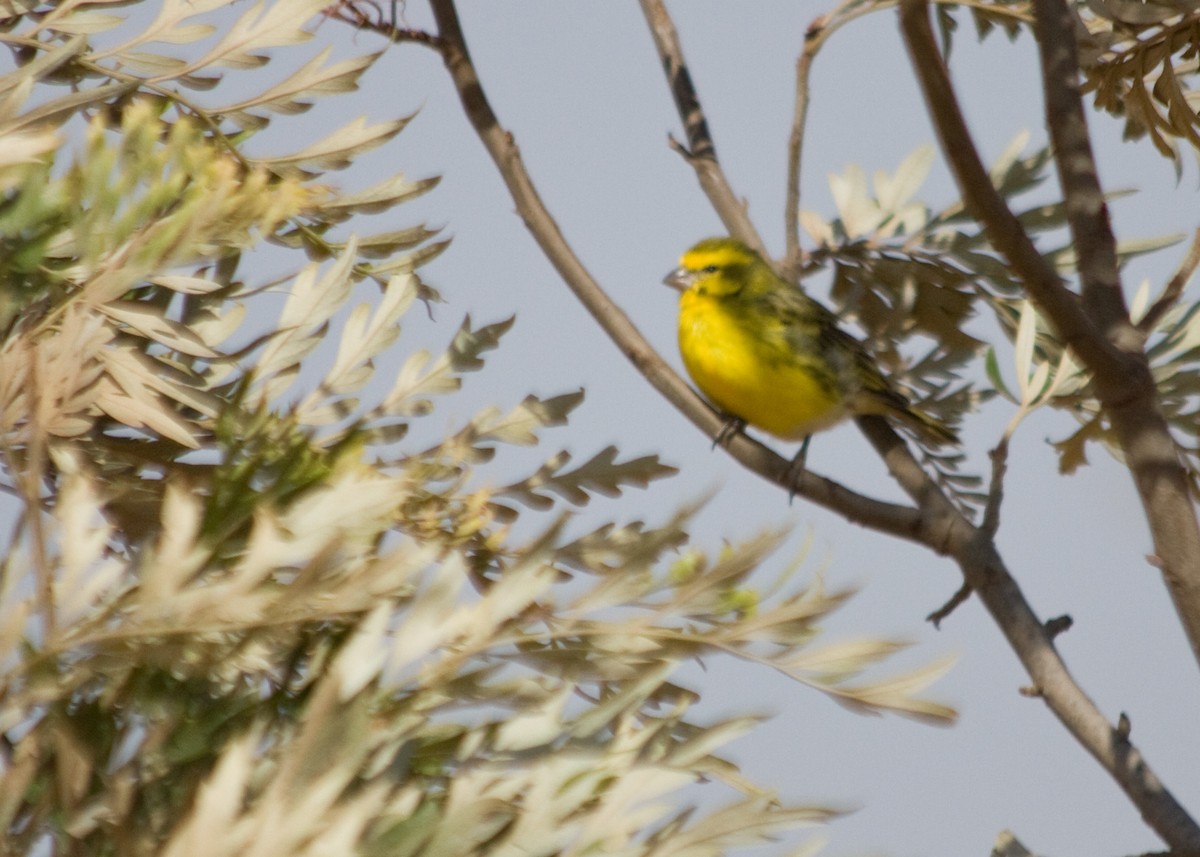White-bellied Canary - ML619038850