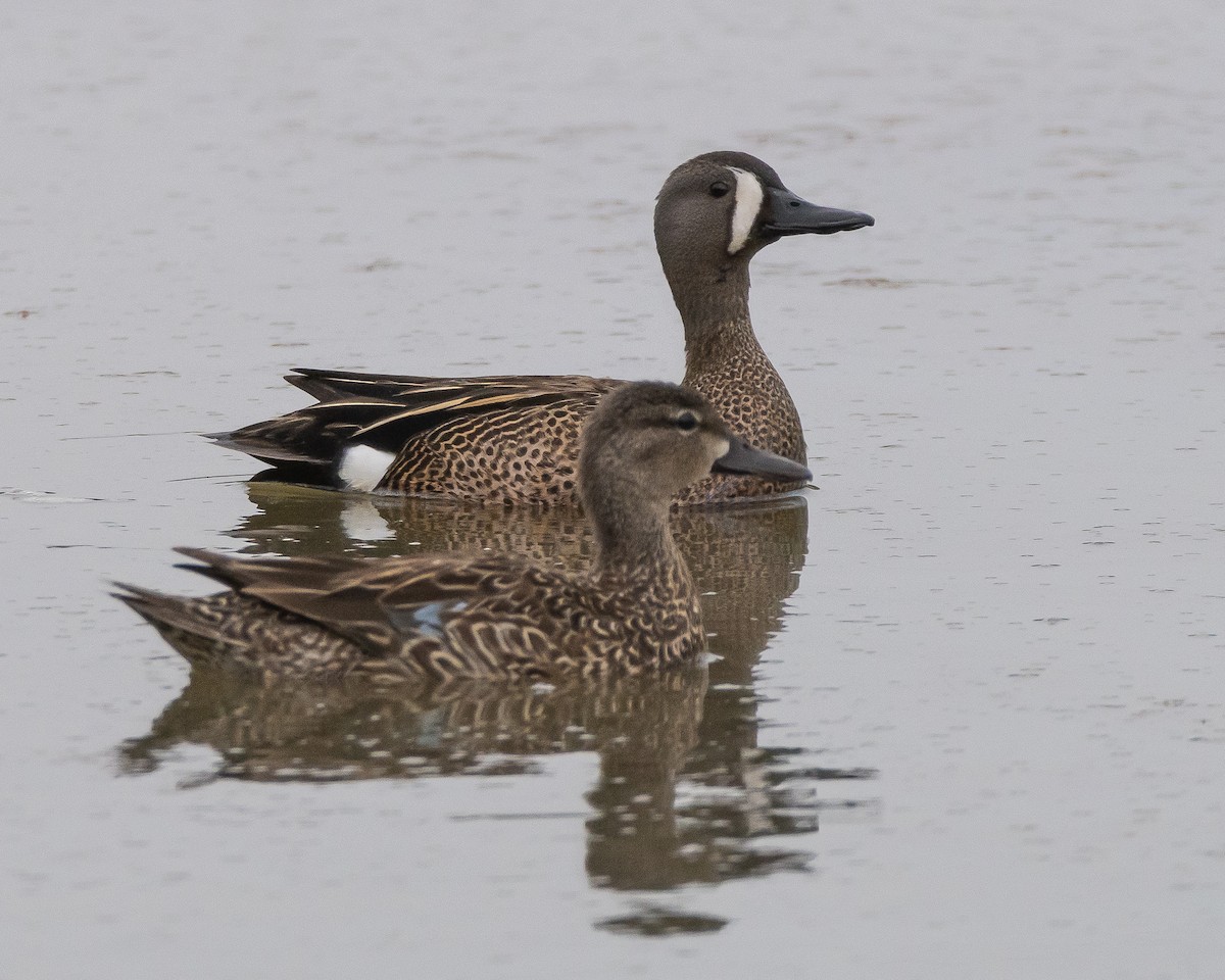 Blue-winged Teal - ML619038858