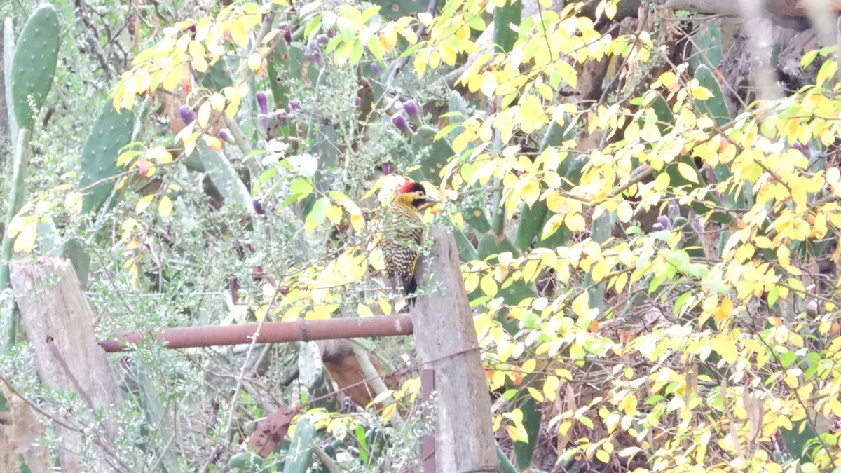 Green-barred Woodpecker - ML619038873