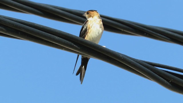 Red-rumped Swallow - ML619038886