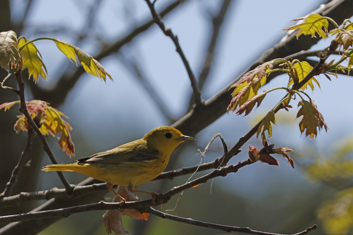Yellow Warbler (Northern) - ML619038890