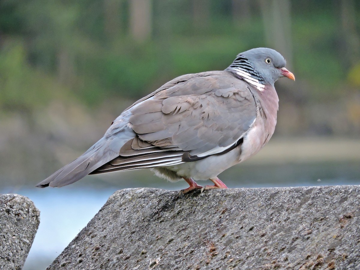 Common Wood-Pigeon - ML619038910