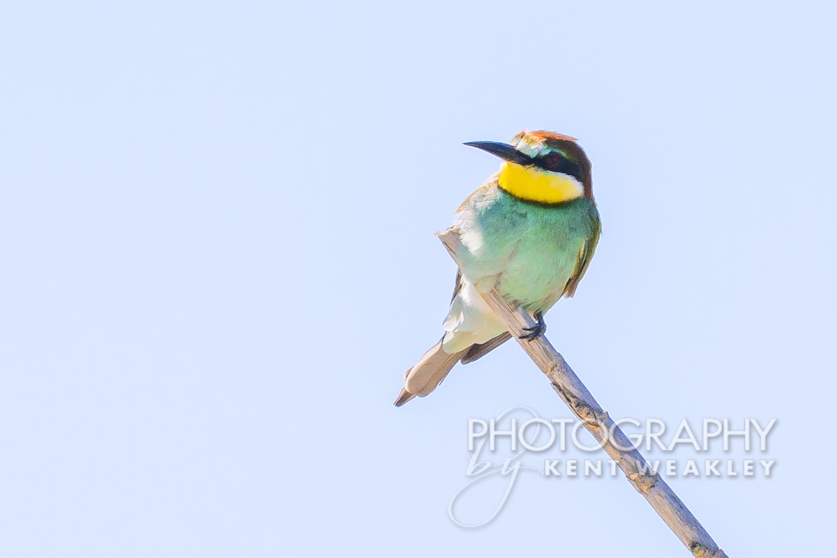 European Bee-eater - Kent Weakley