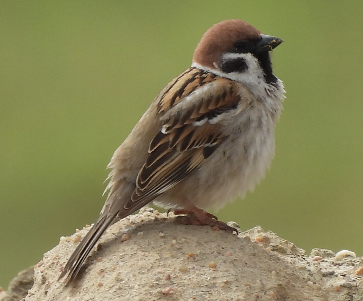 Eurasian Tree Sparrow - Ricardo Rojo