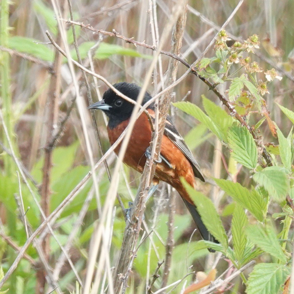 Orchard Oriole - ML619039050