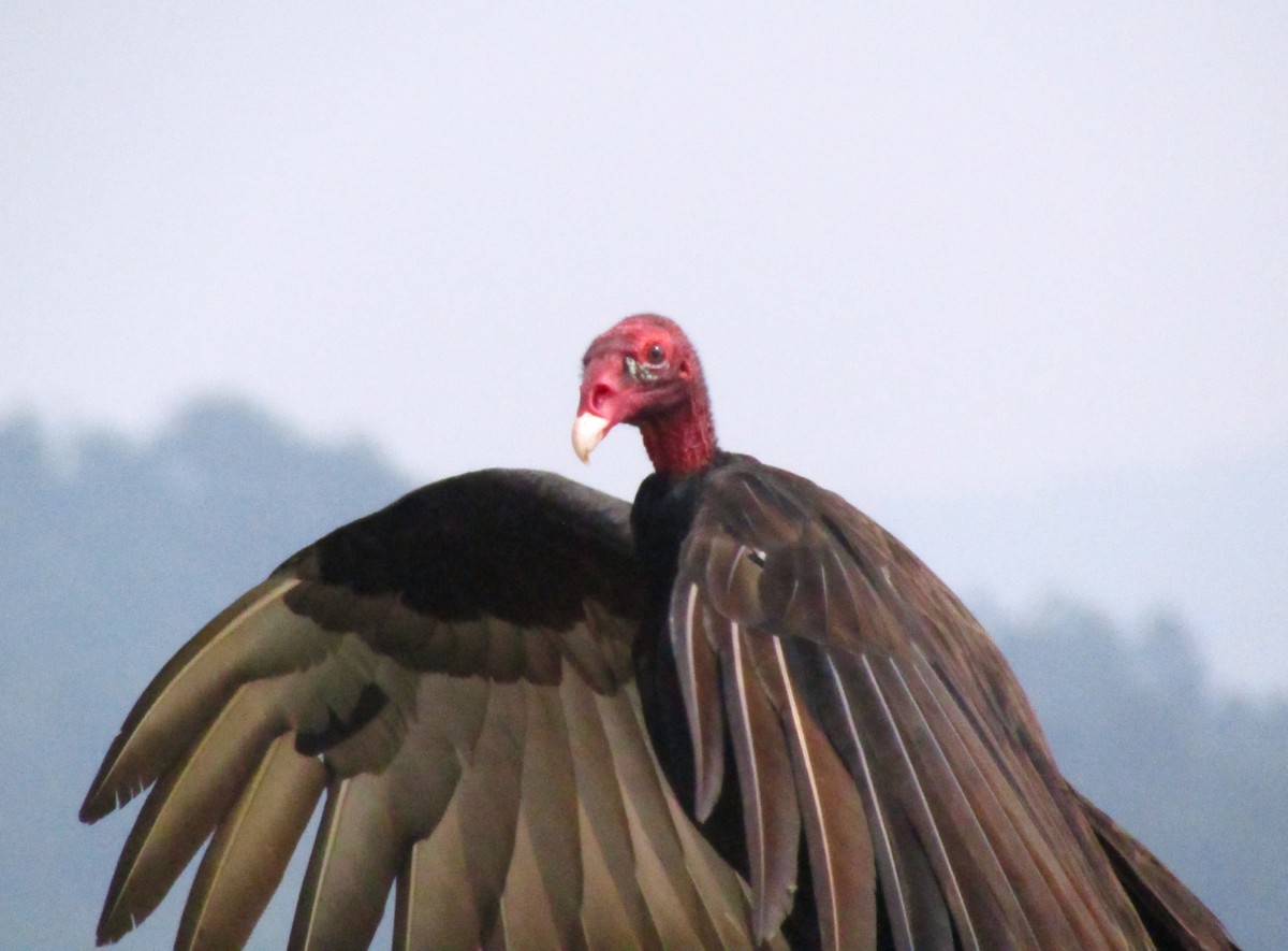 Turkey Vulture - Liliana Matute Mandujano