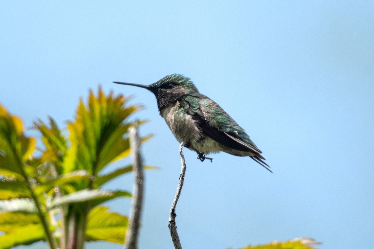 Ruby-throated Hummingbird - Tim Metcalf