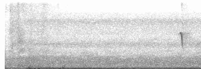 Светлобрюхий фиби - ML619039133