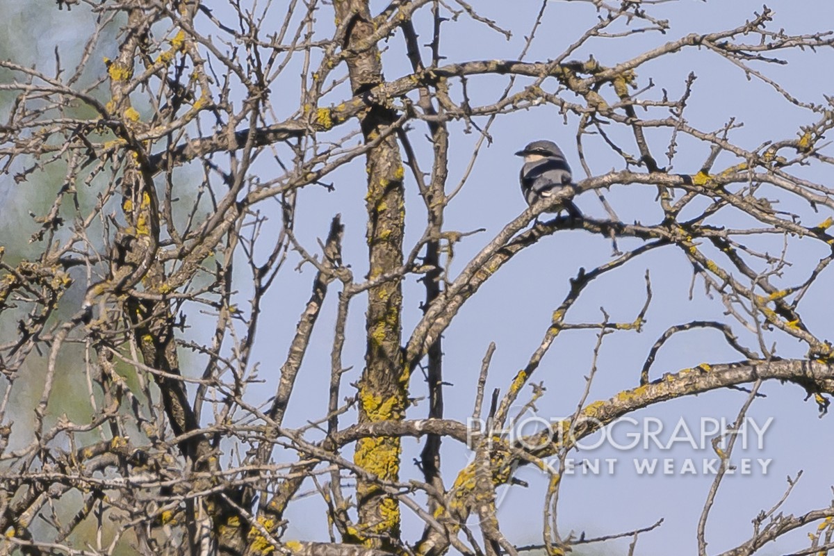 Iberian Gray Shrike - ML619039158