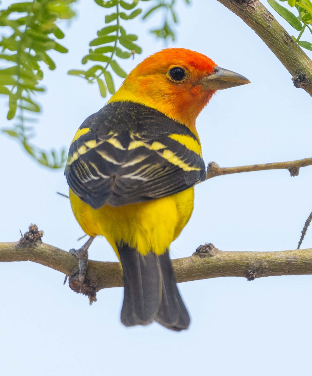 Western Tanager - ML619039162