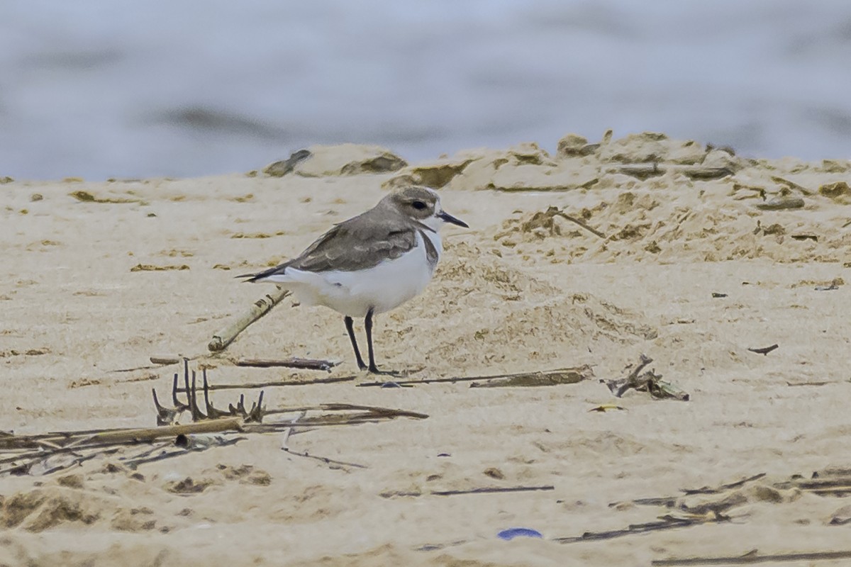 Two-banded Plover - ML619039215