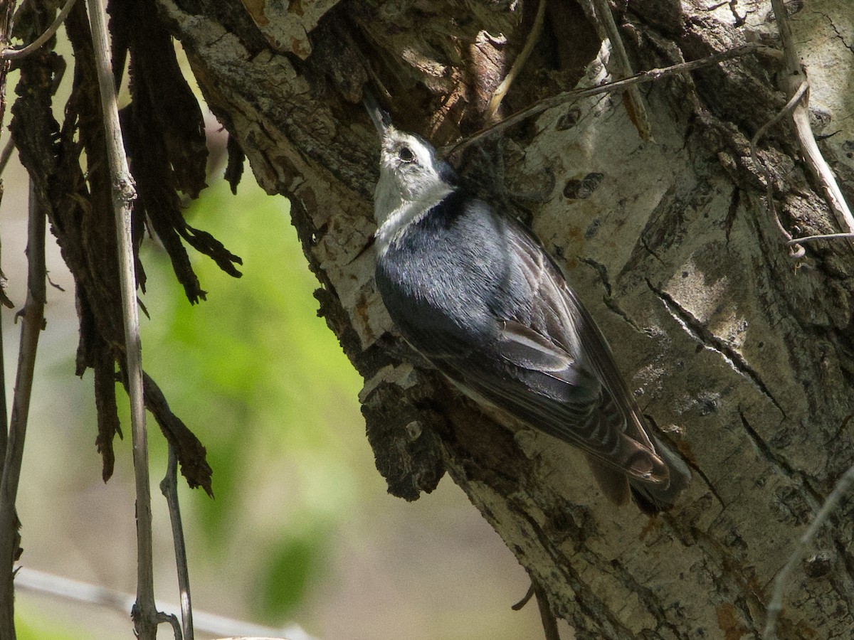 White-breasted Nuthatch - ML619039220