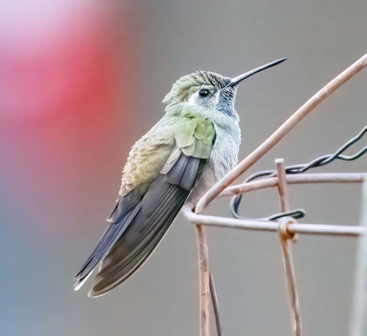 kolibřík blankytohrdlý - ML619039242