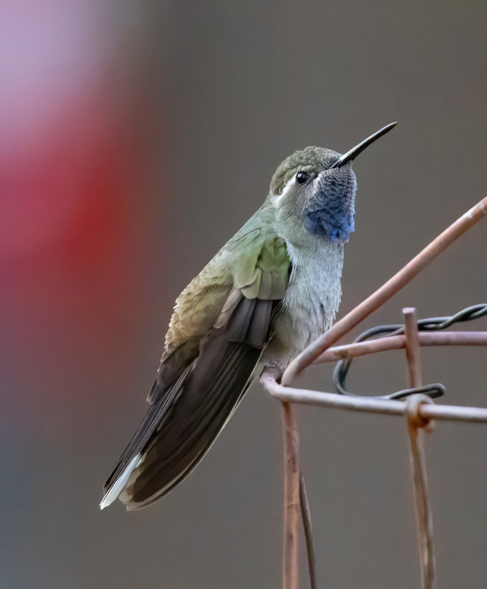 kolibřík blankytohrdlý - ML619039243