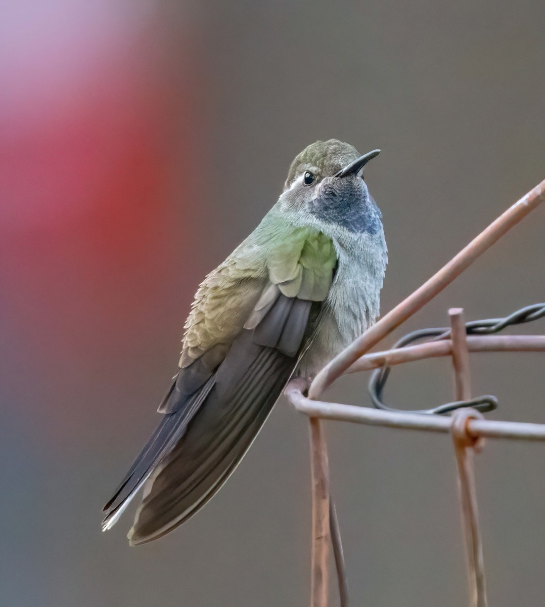 kolibřík blankytohrdlý - ML619039244