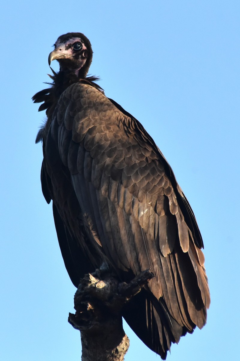 Hooded Vulture - ML619039304