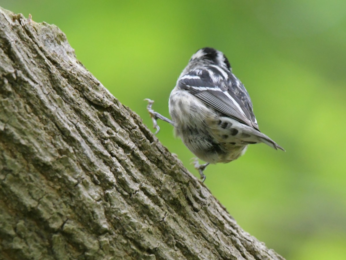 Black-and-white Warbler - ML619039314