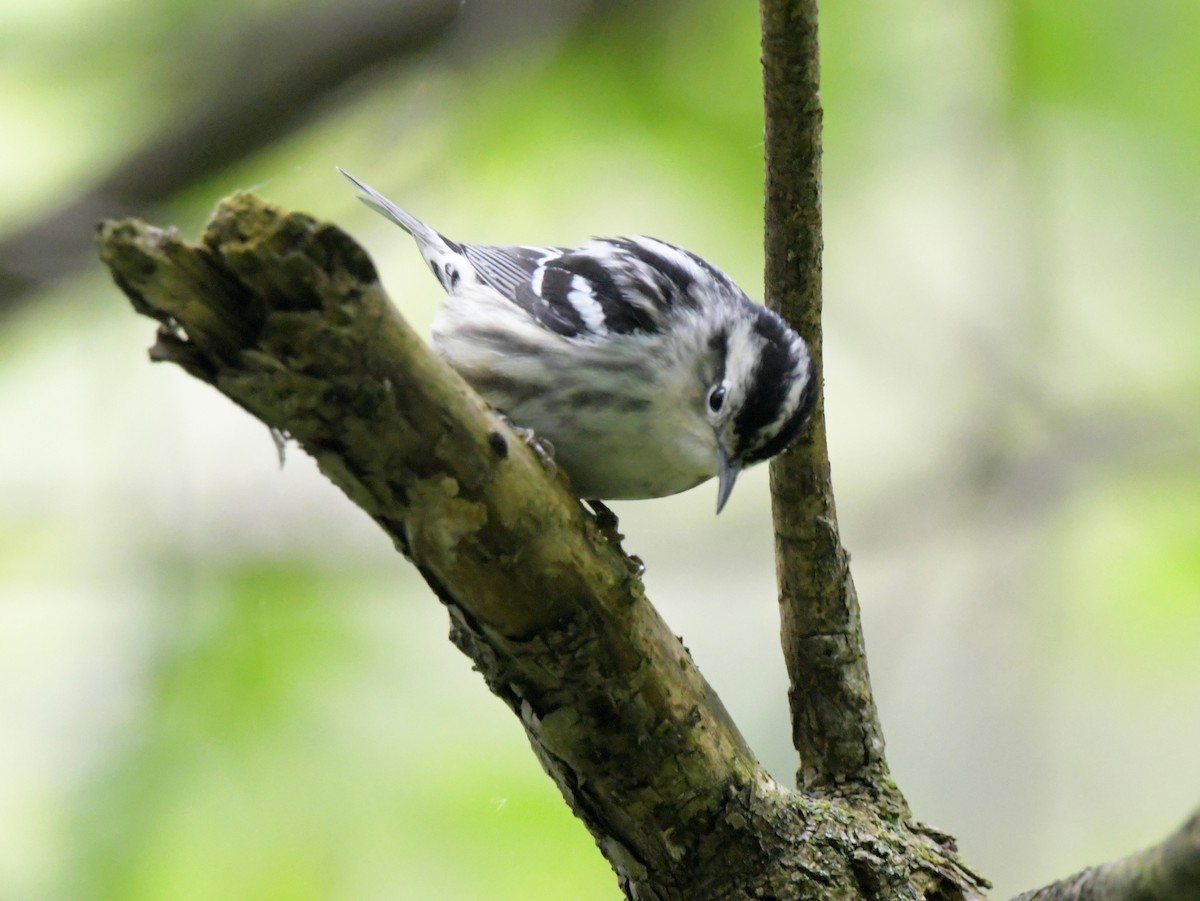 Black-and-white Warbler - ML619039316