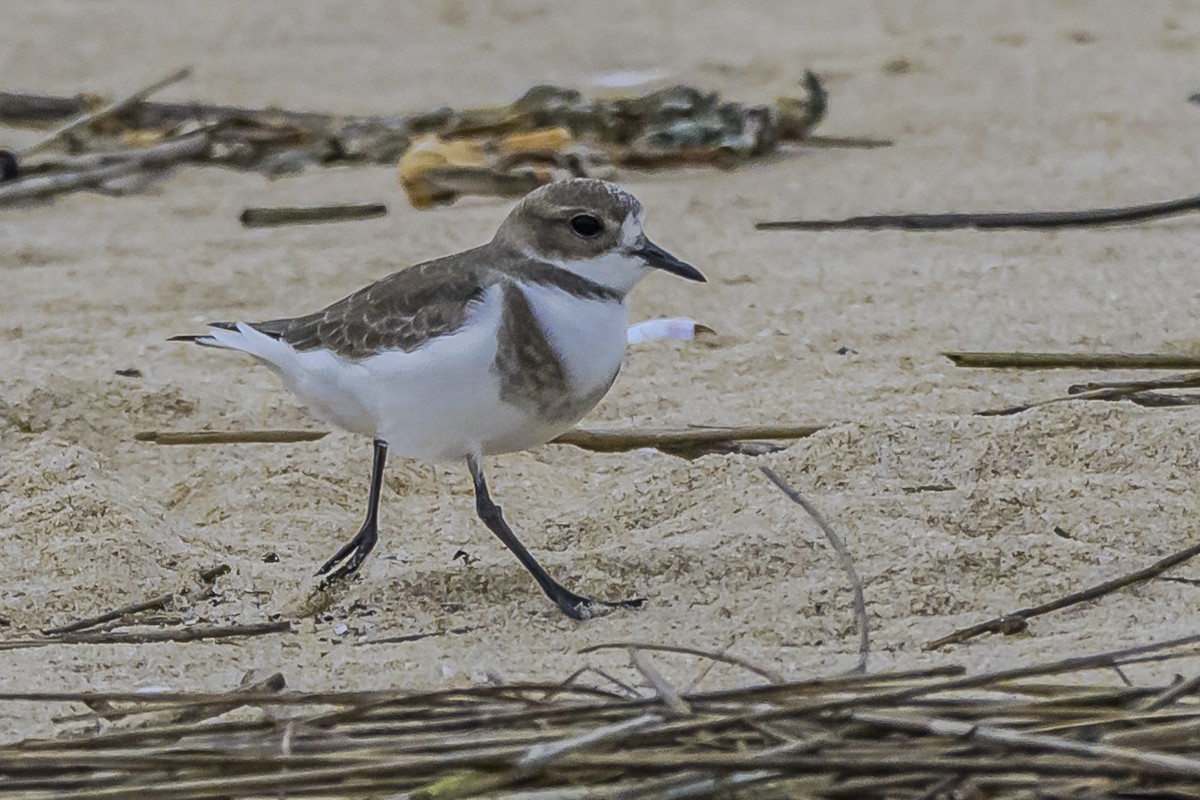 Two-banded Plover - ML619039322