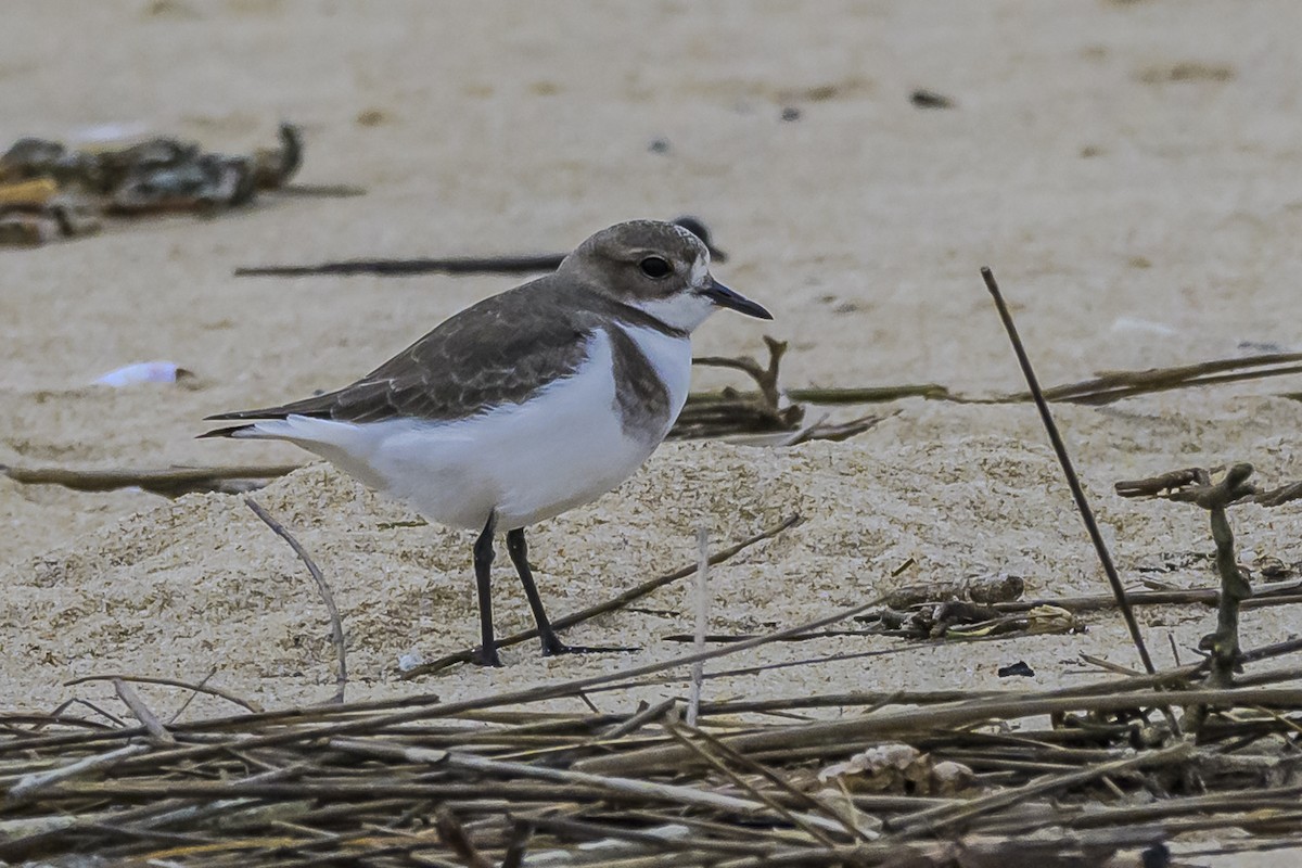 Two-banded Plover - ML619039338
