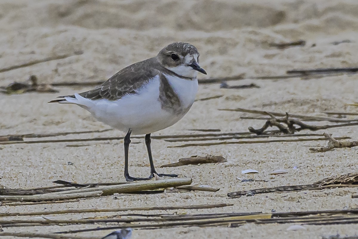 Two-banded Plover - ML619039351