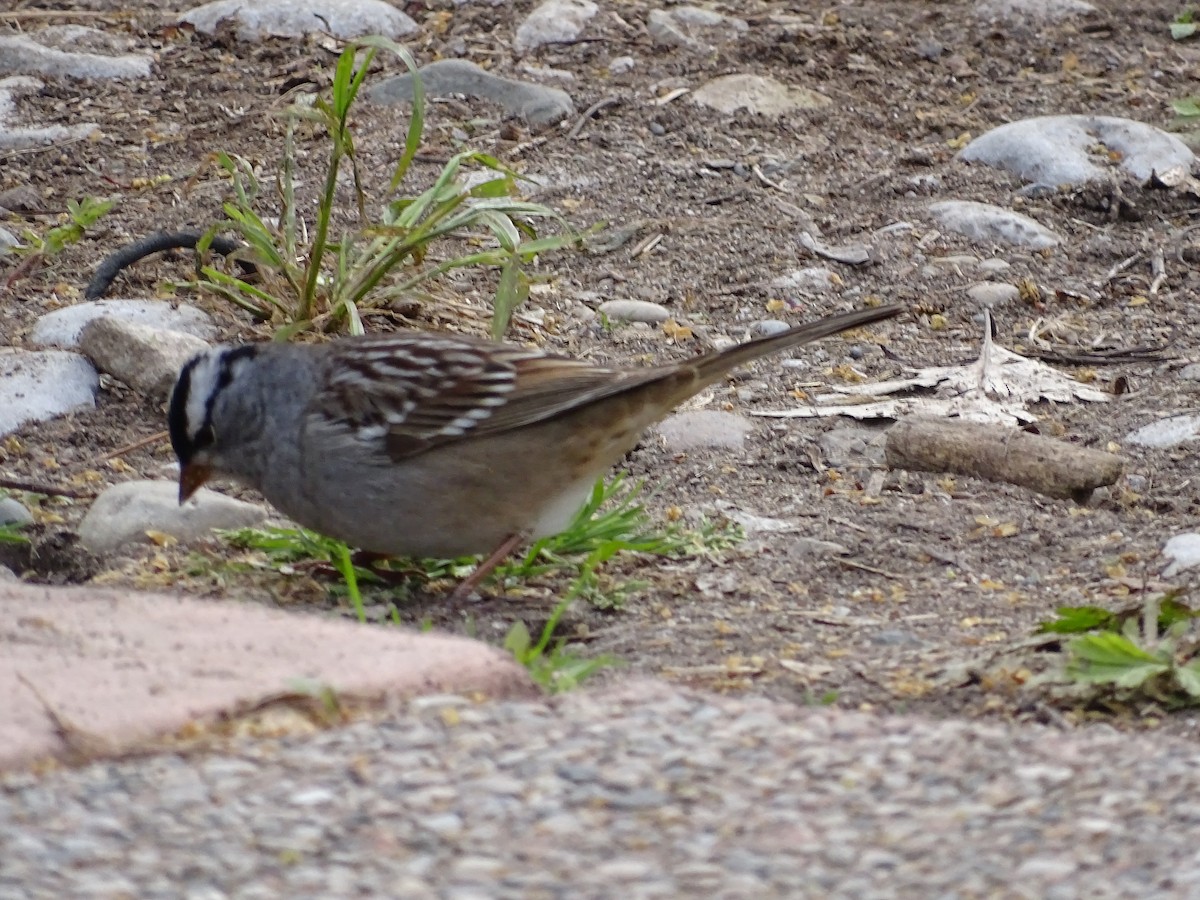 White-crowned Sparrow - ML619039376