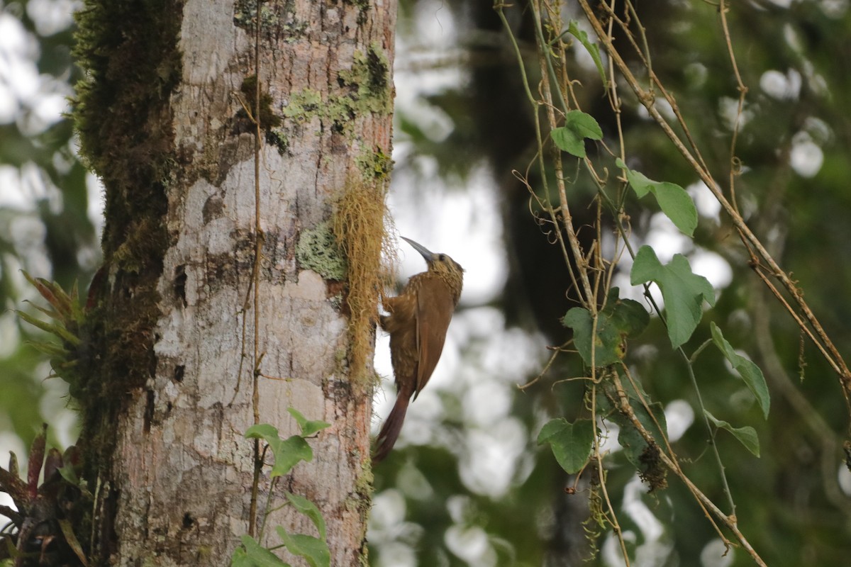 Strong-billed Woodcreeper - ML619039504