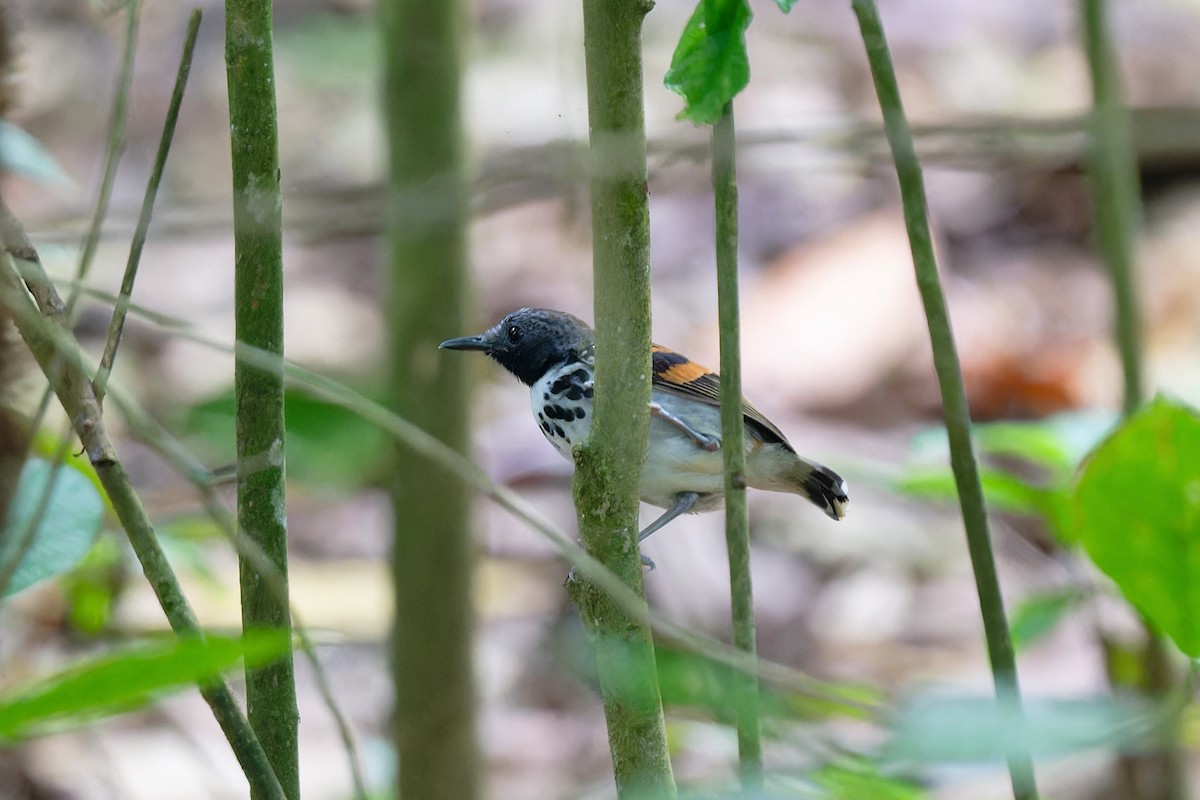 Spotted Antbird - ML619039575
